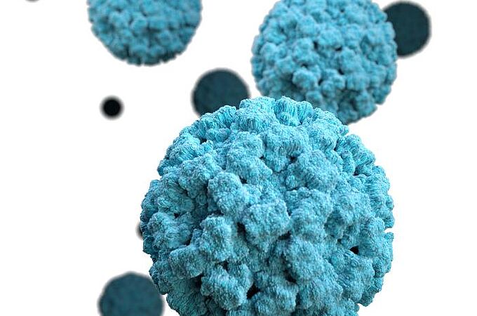 3D-Darstellung des Norovirus. Credits: CDC